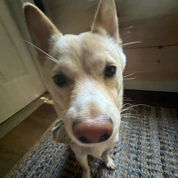 Meet your Posher, Addy - Picture 2 of 4
